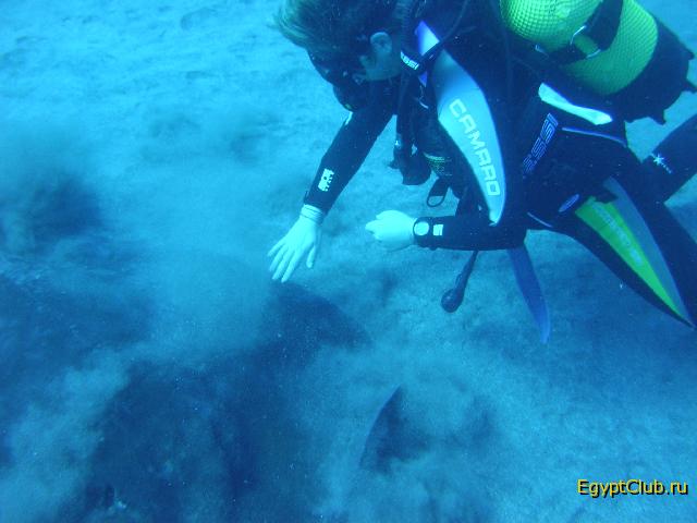 ����� ��� ������� ����