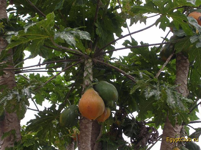 ��� ������ ������