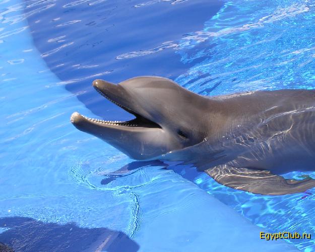 ������� ��������