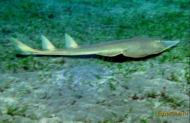 �����-������