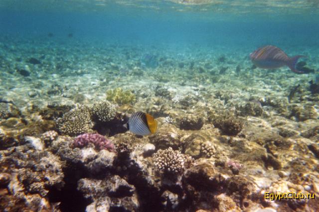 ��������� ���