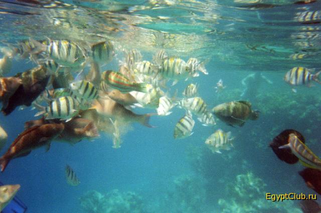 �������� ��� � �������