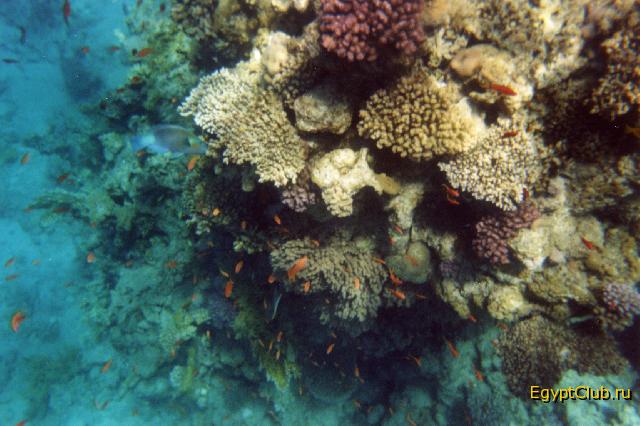 ��� ����� Tropicana Grand Oasis