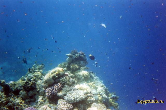 Tropicana Grand Oasis