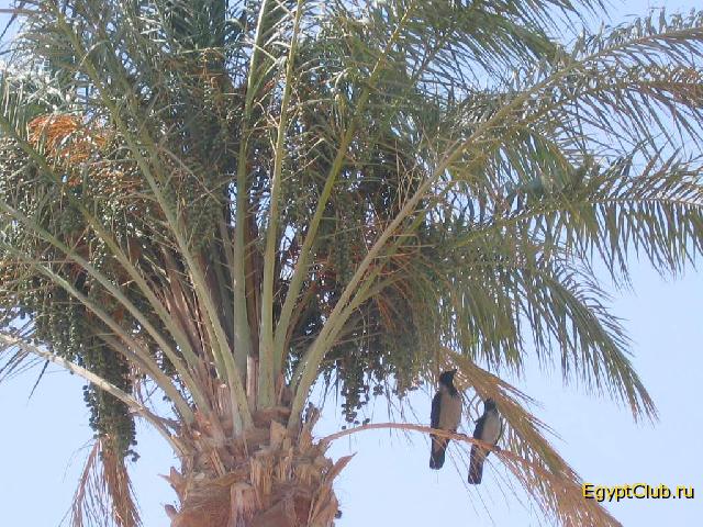 Iberotel Makadi Oasis