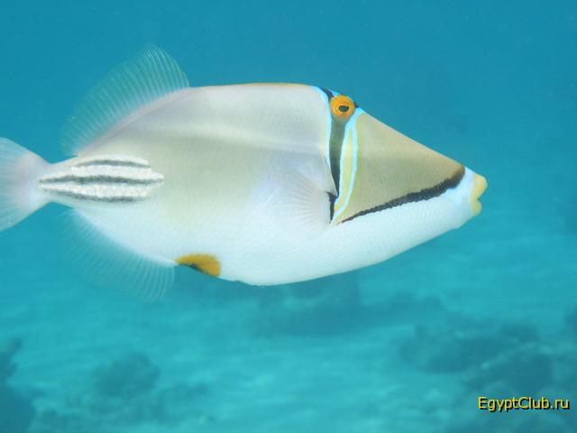 �������� �������