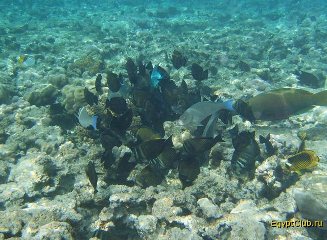 ��������� �������� ����