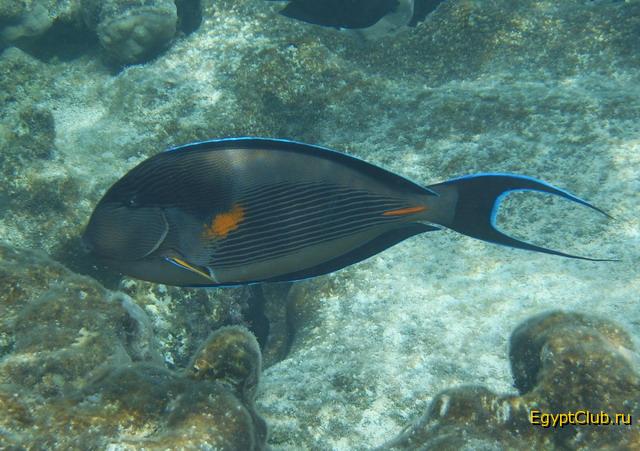 ������-�����