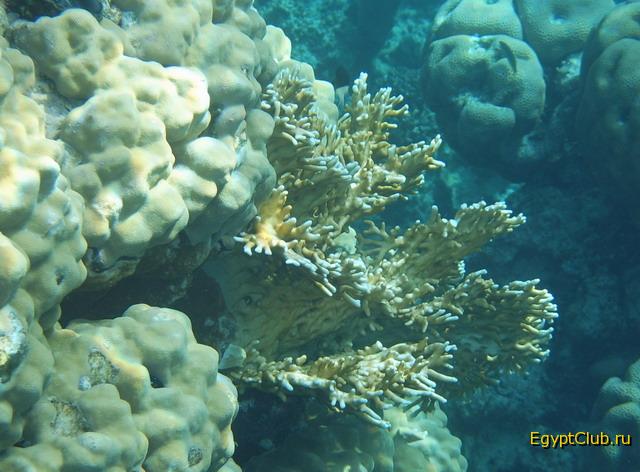 ������ �������� ����