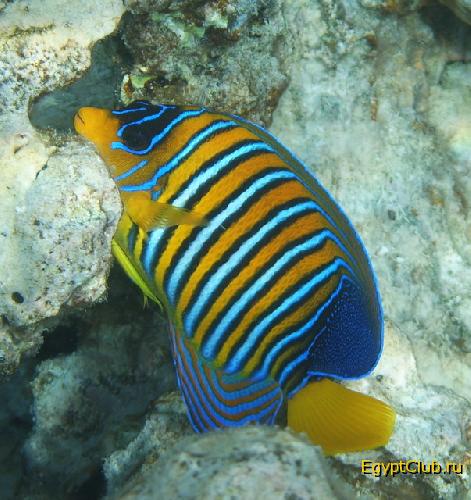 ����������� �����