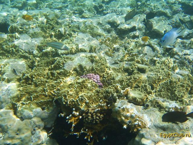 ������ ����� ������� ���������� �����