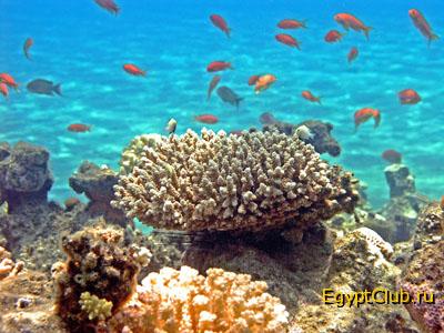 ��������� ���