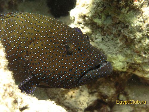 ����� ��������