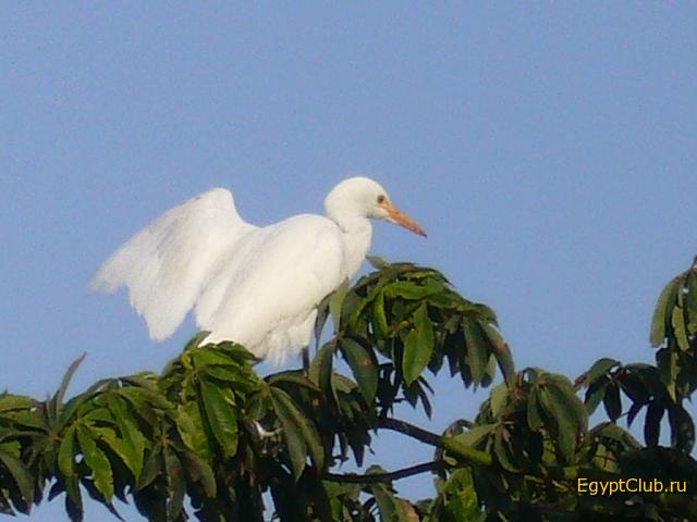 �����, ��� � ���� ��������