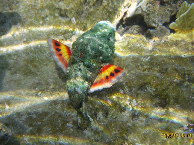 ����������