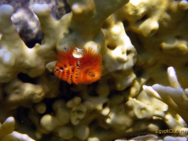 �������������� ������