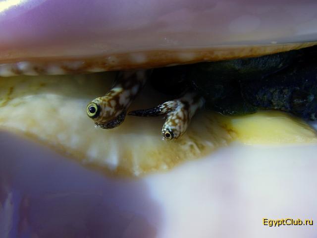 � � ��� �����.... ����� �� ������!