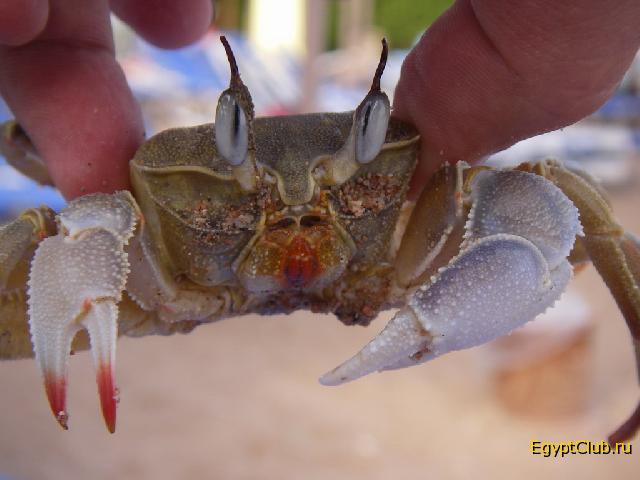 ��������� ����