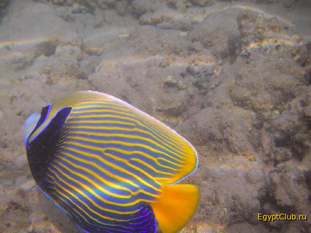 ������������� �����