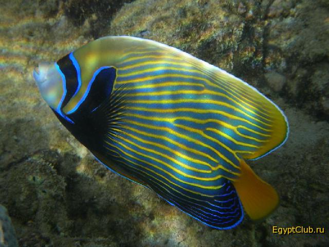 ������������� �����