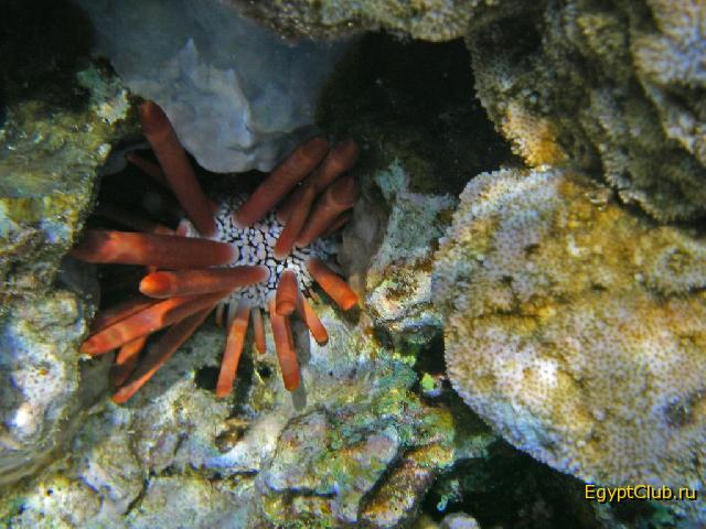 ���������� ��