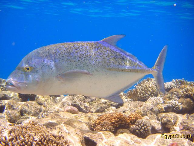 �������� �� � �����