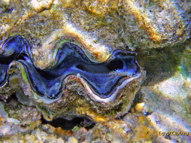 ���������� �������