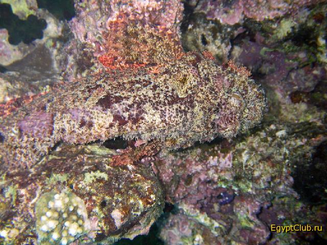 ���� ����� ��� !