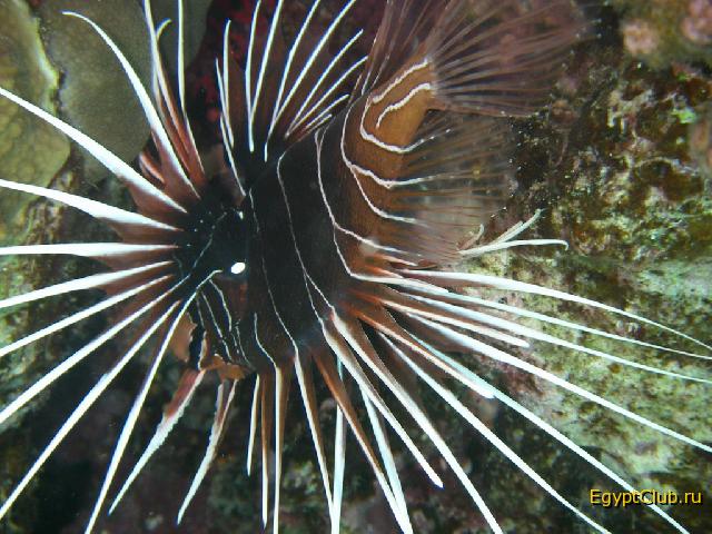 �������� �����