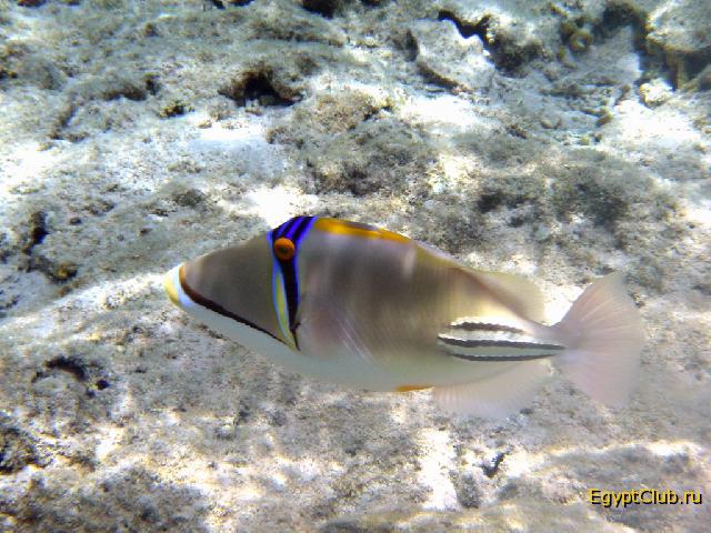 �������� �������