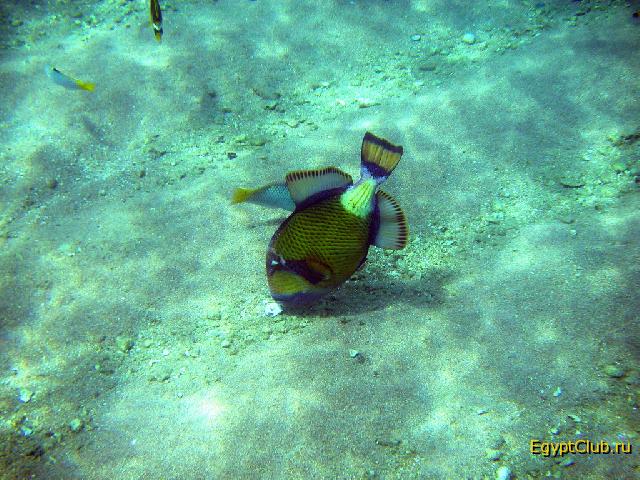 ��������� ��������