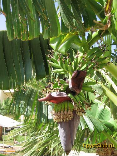 Hilton Resort �������