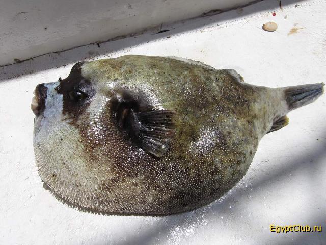 ����� ����������� ))))