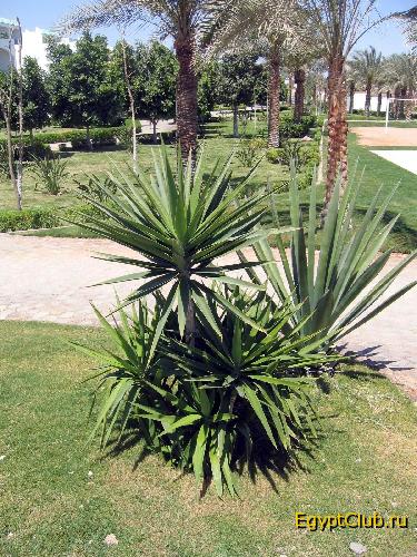 ���������� ������� ���