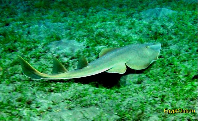 ������������� ��������