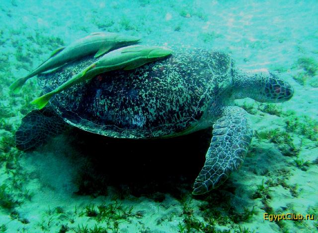 �������� � 