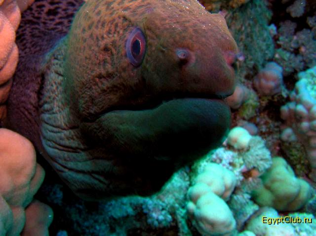 ������� ���� !