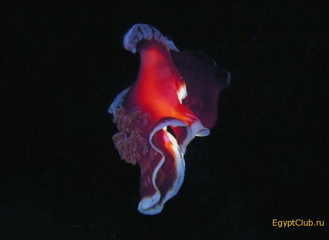 ��������� ������ ��� 