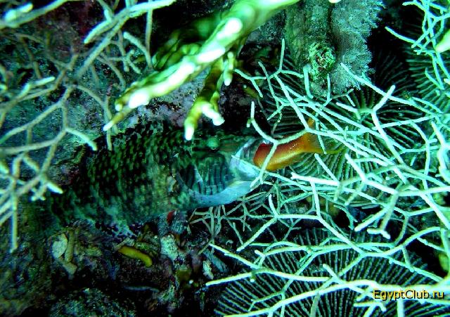 �������� �������!