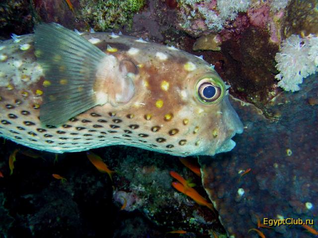 ������ ����-��