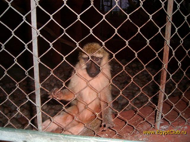 �������� �� �������! (������)