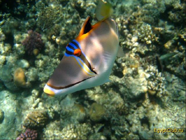 ������� ������