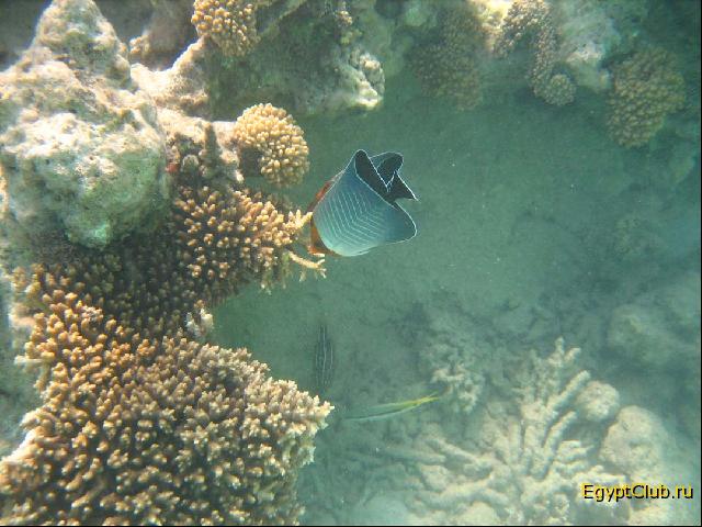 ������� ������