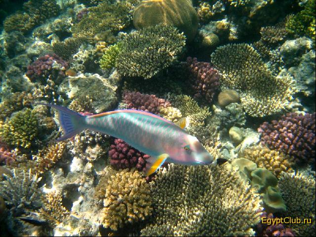 ������� ������