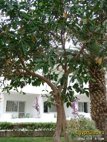 Shedwan Golden Beach