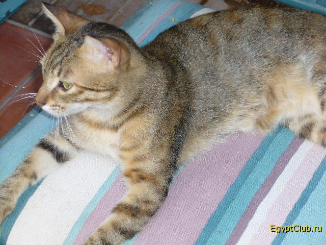 �������, ��� ����� � Iberotel Club Fanara - �������, ����������