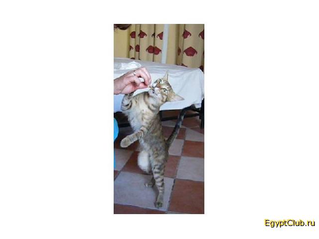 �������, ��� ����� � Iberotel Club Fanara - �������, ����������