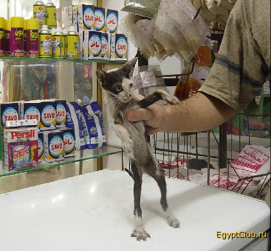 ����� ������