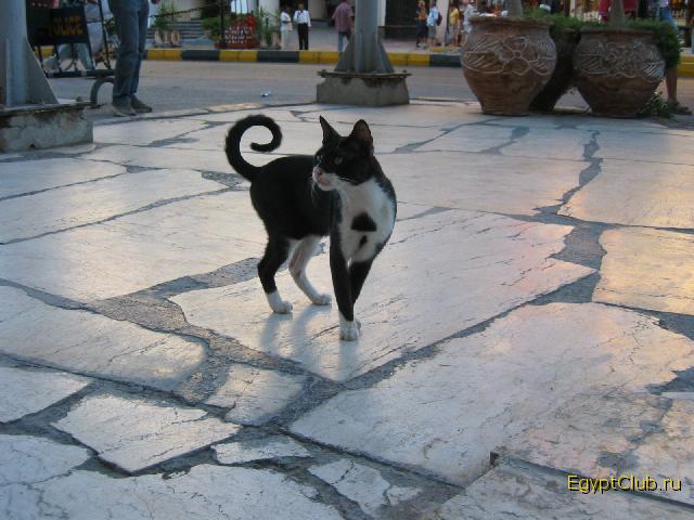 ������� �������