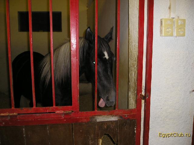 ���� #05 � �������� ����� � CONCORDE.JPG